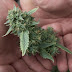 Will smoking pot become legal after election day?