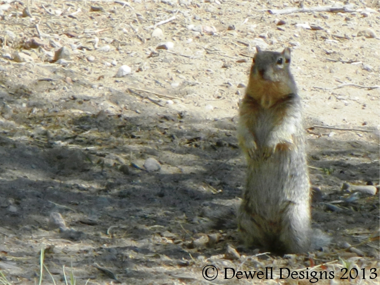 Squirrel Fight