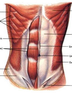 bauchmuskeln trainieren, bauch beine po übungen, untere bauchmuskeln trainieren, bauch weg übungen, bauch weg training, bauch weg, flacher bauch übungen