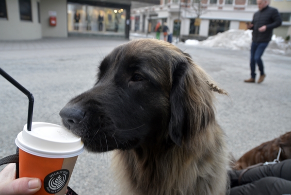 leonberger