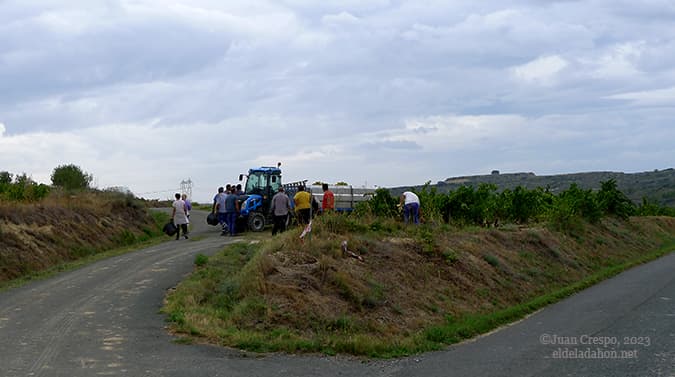 vendimia-elciego