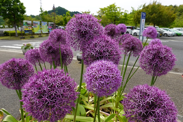 鳥取県西伯郡南部町鶴田 とっとり花回廊 ギガンテウム