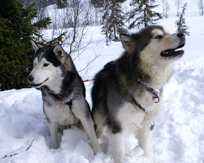 Husky siberiano