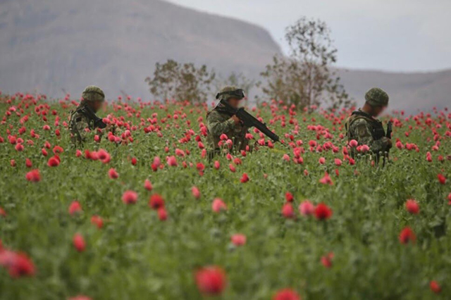 Localizan en Sinaloa el plantío de amapola más grande del año.