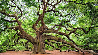 A live oak tree with very tall and spread-out branches - the Angel Oak.