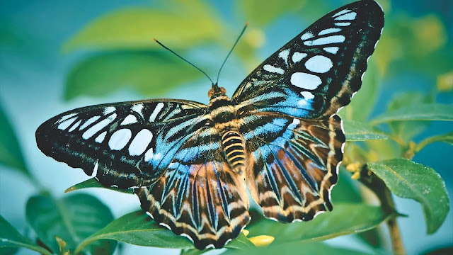 Blue Clipper Butterfly