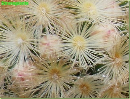 Mammillaria carmenae var rubrispina boccioli
