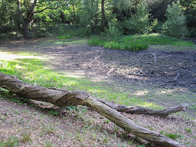 Seasonal pond, Hayes Common.  12 May 2011.