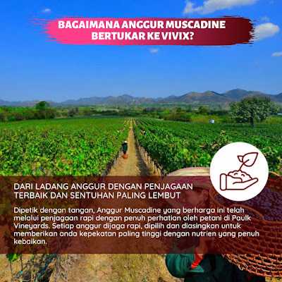 Bagaimana Anggur Muscadine Bertukar Ke Vivix ?