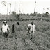 A agricultura comercial na Colônia Agrícola Nacional de Dourados (CAND) nas décadas de 1950 e 1960