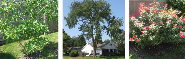 Tree Service And Landscaping