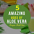 Aloe Vera Gel Benefits, Everyone Should Know 5 Amazing Uses of Aloe Vera