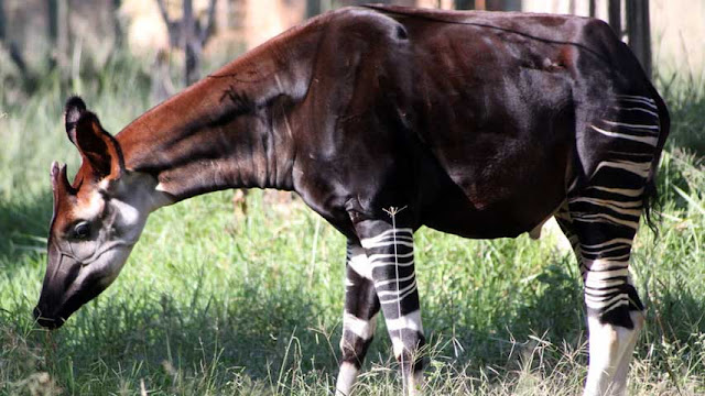 okapi