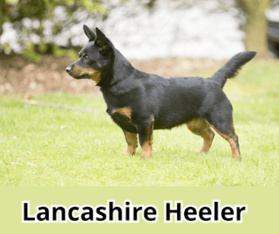 The Lancashire Heeler