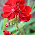 The Red Geranium Project