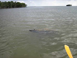 Kayaking with Manatee's - Everglades National Park 
