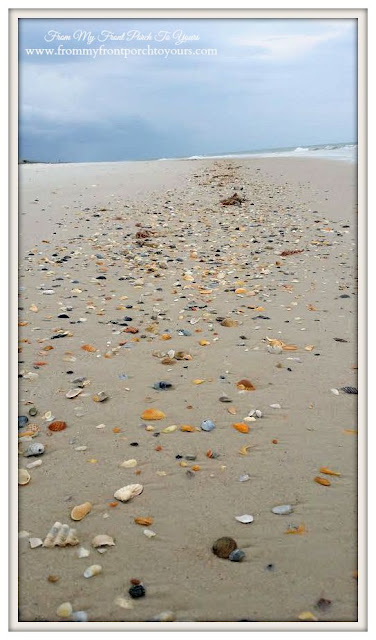 Sea Shells on Beach-St. George Island-The Forgotten Coast- From My Front Porch To Yours