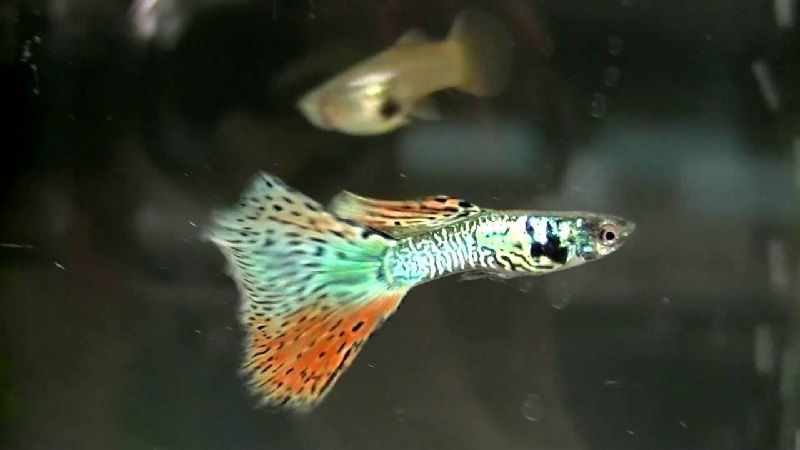 Ikan Guppy Delta Tail Jenis Ikan Guppy Ekor Segitiga 