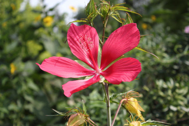 Scarlet Rosemallow Flowers Pictures