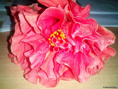 Image: Fading Hibiscus Flower