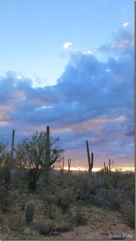 Saguaro NP West_100