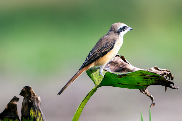 An Bui 2024 Dong Thap - Brown Shrike (Bách thanh mày trắng, Bách thanh nâu)