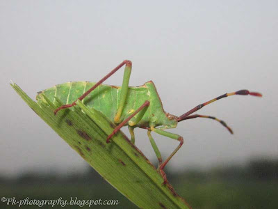 Box Bug