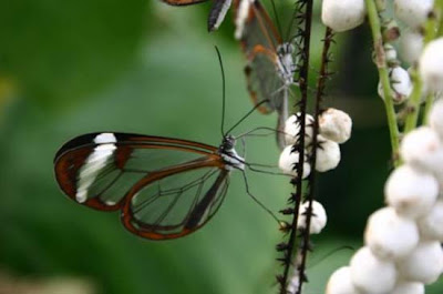 butterfly collector