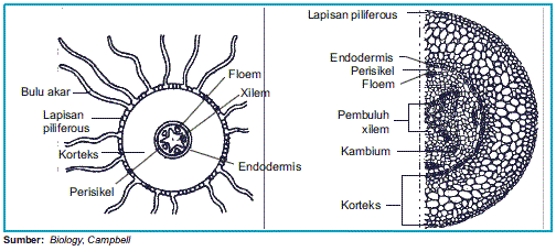 LAPORAN PREPARAT ORGAN TUMBUHAN EMBEDDING luqman mania 