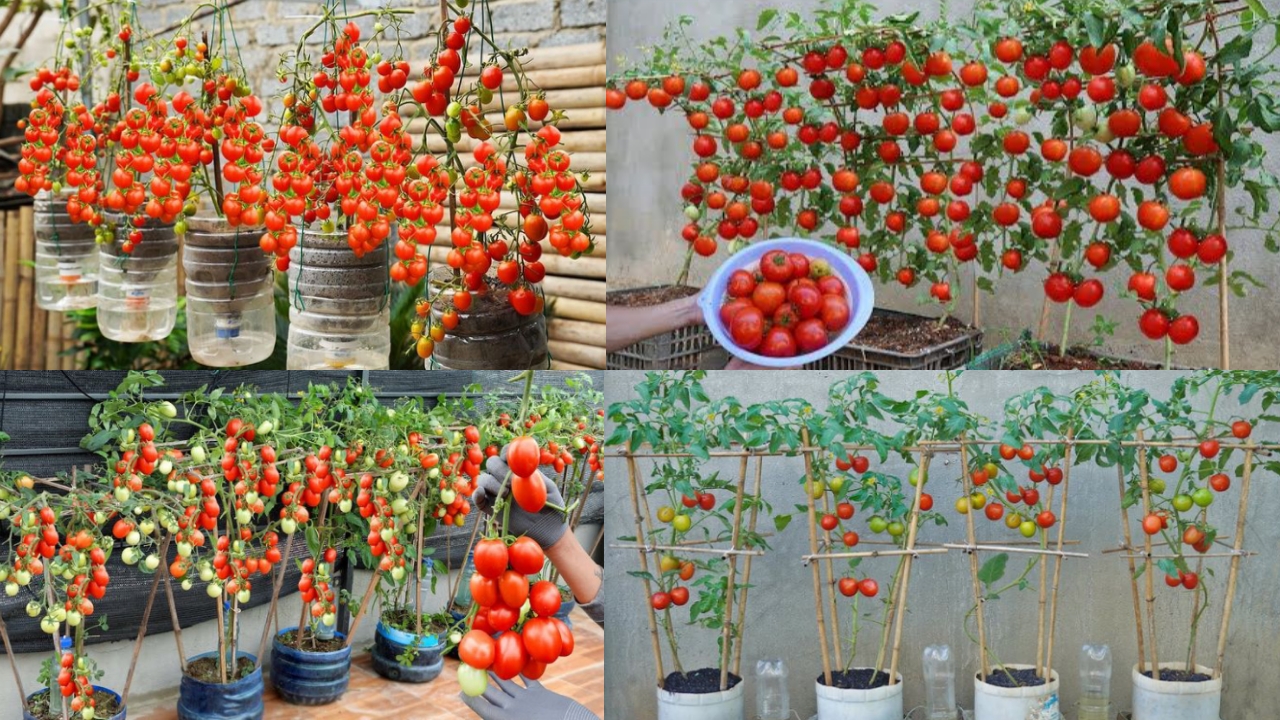 Growing Large Tomatoes in Limited Spaces: Expert Tips