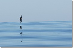 Sooty Shearwater