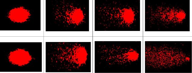 Comets formed in gill cells of C.carpio exposed to carbosulfan.