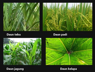Inspirasi Baru 20+ Tanaman Jagung Mempunyai Bentuk Tulang Daun Yang