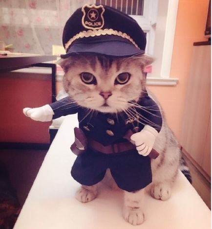 Cute Cat in Police Costume