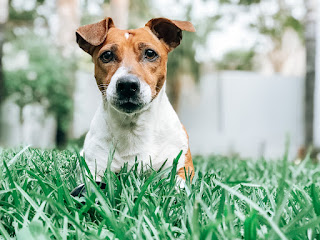 Adopt a Jack Russell Smeagle