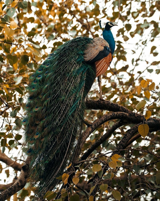 Free Peacock Images