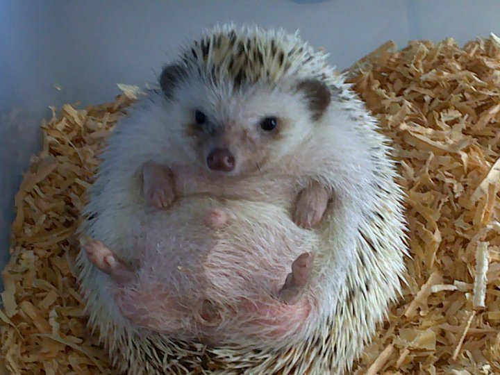  Landak  Mini hedgehog Hewan Peliharaan