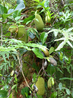 Jacquier - Jaquier - Arbre à pain - Artocarpus heterophyllus 