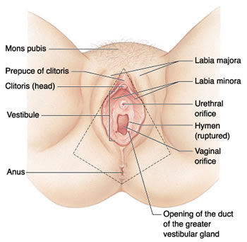 Britney spears vagina, vaginas, perawatan vagina, vagina treatment, vagina, peremajaan vagina, laser vaginal rejuvenation, spa, spa vagina, v-spa, perawan, keperawanan, virgin, selaput dara, perineum, stress urinary incontinence, Laser Reduction Labioplasty, Reduction, Labioplasty, Perineoplasty, Hymenoplasty, Sedot lemak estetik, mons pubis, labia majora, Vaginoplasty, ratus, intimate care, ratus javanese experience( RSE), organ intim, bibir vagina, liang vagina, uterus, Perawatan spa vagina, massage vagina, pijat acupressure, terapi, therapy, Laser Vaginal Rejuvenation (LVR) and SPA Vagina (V-Spa)