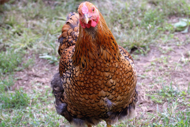 If you're currently living in an area that has cold winters, then cold-hardy chicken breeds are a must because of their ability to withstand the frigid temperatures.