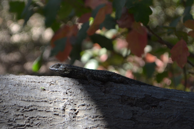 lizard on a tree branch