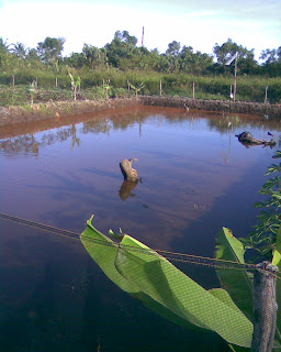 Gallery kelinjau Foto Tambak Ikan  Budidaya Ikan  Nila  