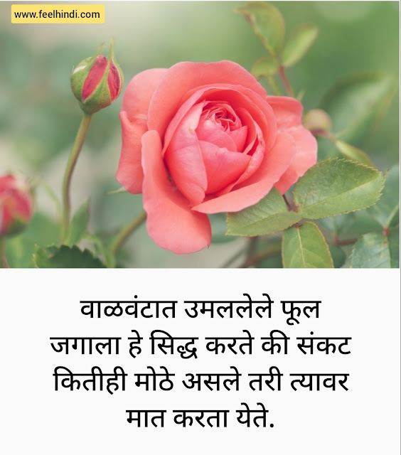 Flower quotes in marathi | फुलावर सुंदर सुविचार मराठी मध्ये
