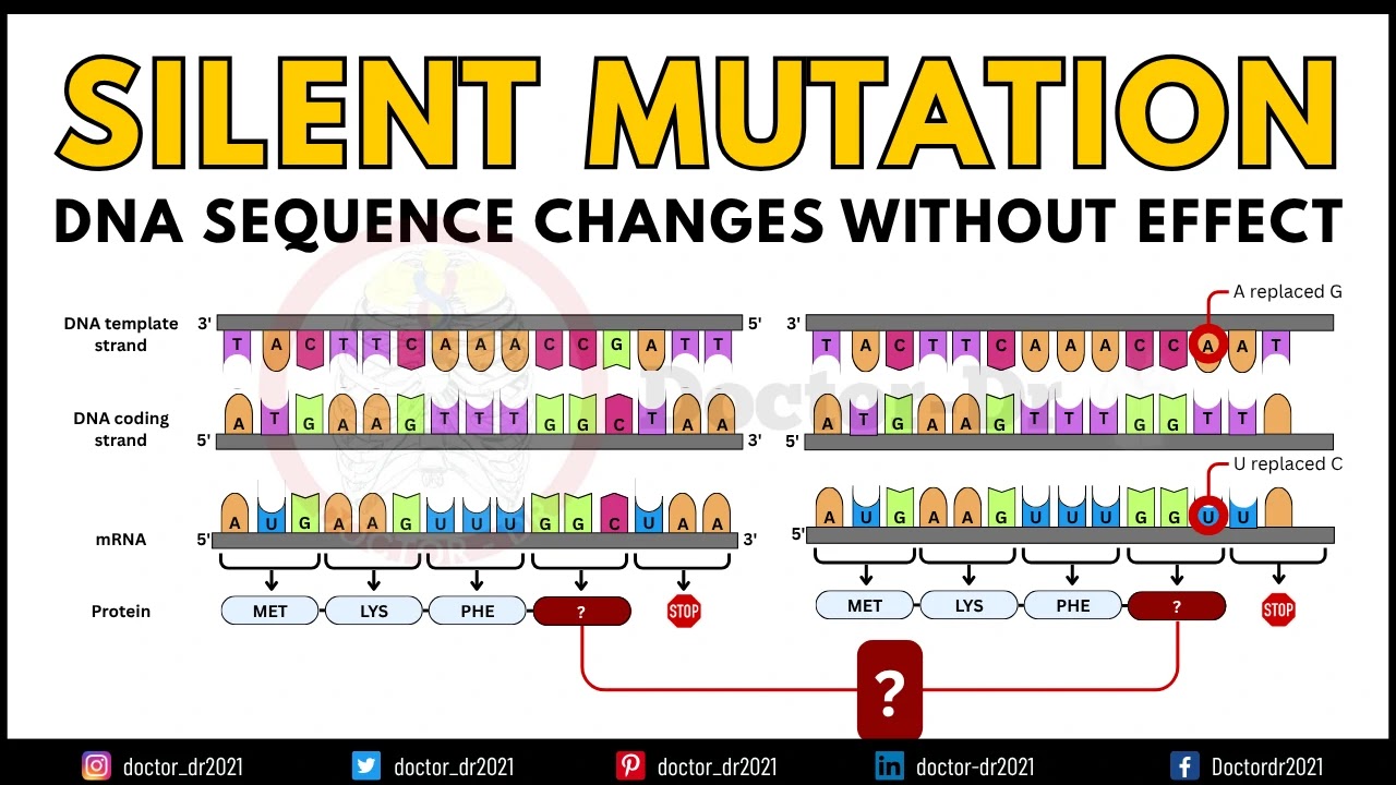 Silent Mutation: Causes, Mechanism, Applications & Real Examples in DNA Coding