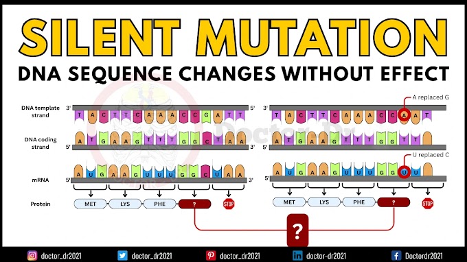 Silent Mutation: Causes, Mechanism, Applications & Real Examples in DNA Coding
