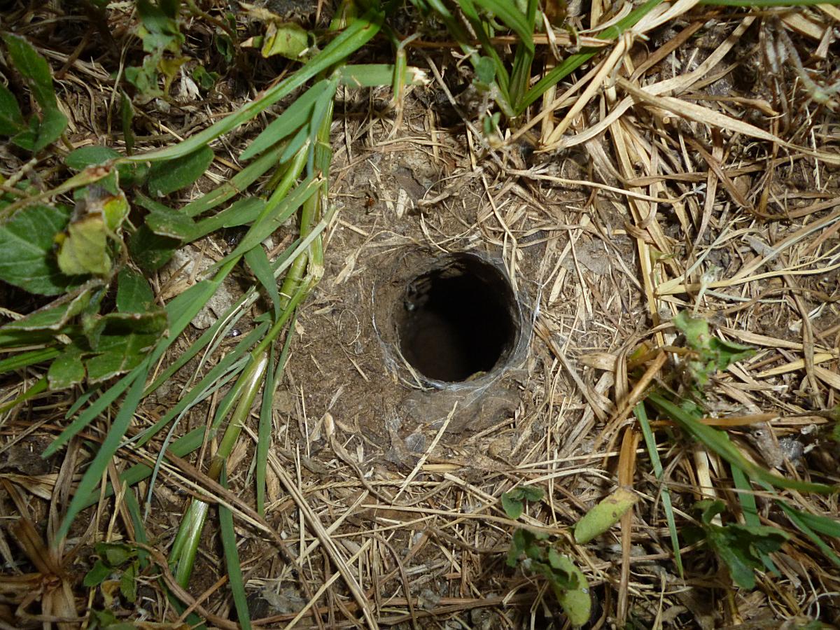 Stealth Survival : Backyard Bushcraft - The Spidey Hole