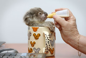 Orphaned baby koala was found on a roadside in Brisbane, Raymond the abandoned baby koala, baby koala pictures, baby koala in a mug being fed