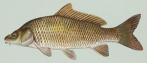 ikan karper common carp status konservasi aman common c