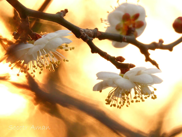 Prunus mume