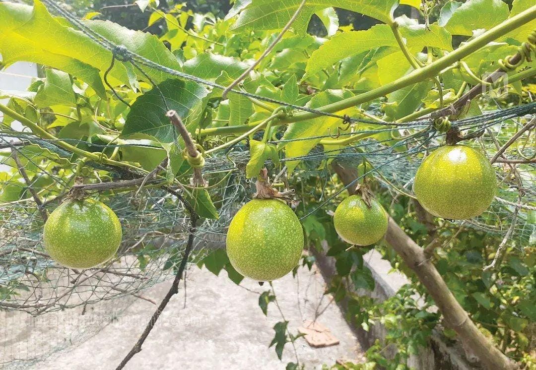 ഹൈറേഞ്ചിലെ കമ്പോളങ്ങളില് പാഷൻ ഫ്രൂട്ടിന്റെ വിലയിടിഞ്ഞു. ഹൈറേഞ്ചിലെ കമ്പോളങ്ങളില് പാഷൻ ഫ്രൂട്ടിന്റെ വിലയിടിഞ്ഞു.